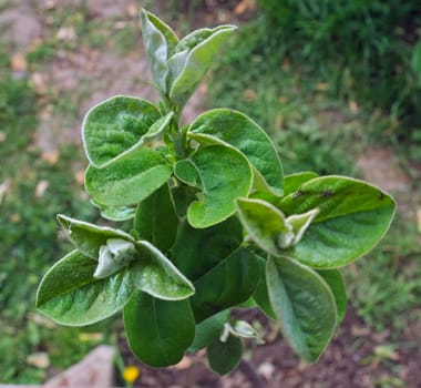 Young quince tree starting vegetation at spring