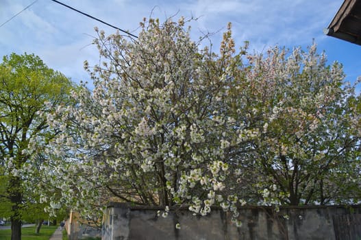Cherry trees blooming flowers at spring