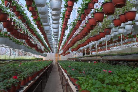 Plant nursery in greenhouse