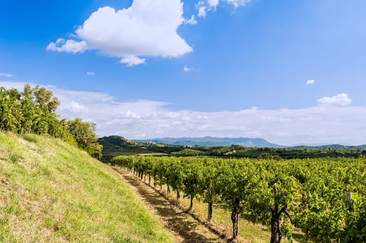 Agricultural landscape. Vineyard in summer against blue sky with clouds.