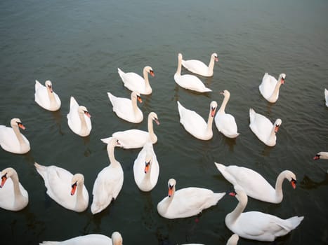 group of white mute swans down below on water animal bird background  essex  england  uk