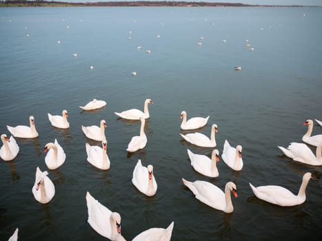 group of white mute swans down below on water animal bird background  essex  england  uk