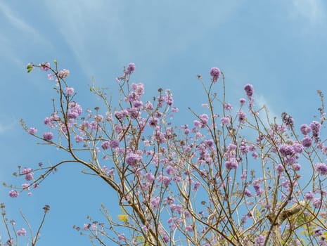 Jacaranda tree with bunches of purple flower on blue sky background