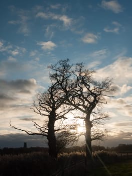 dark silhouette bare autumn tree branches sky light flare  essex  england  uk