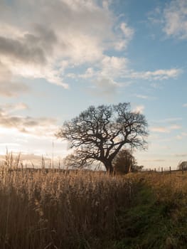 autumn landscape reeds sky sun flare bare branch tree  essex  england  uk
