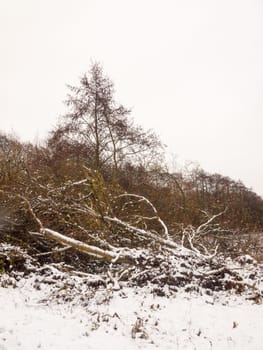 winter country meadow landscape snow covered trees  essex  england  uk