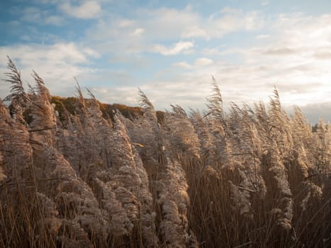beautiful close up of golden lush grass reeds sky above landscape  essex  england  uk