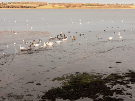 swans, geese, birds, ducks seaside animals tide out coast landscape sand mud mudflat  essex  england  uk