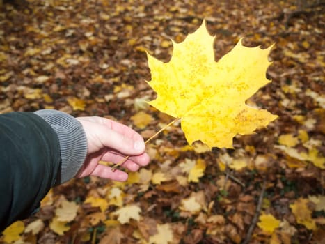 outstretched hand in front holding a full yellow orange golden fall autumn leaf nature  essex  england  uk