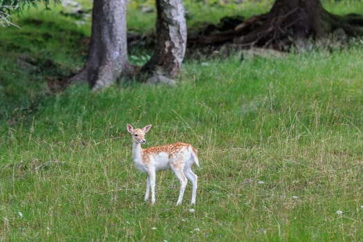 fallow deer (Dama dama) in Merlet Animal Park. Chamonix, France