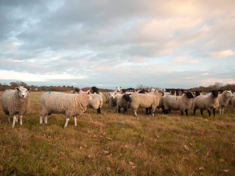 farmland close up white sheep farm grass grazing standing animals  essex  england  uk