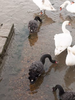 black and white mute swans close up down below feeding  essex  england  uk