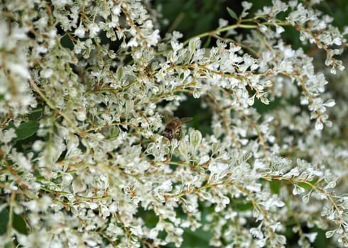 Bee working on climbing plant white flowers