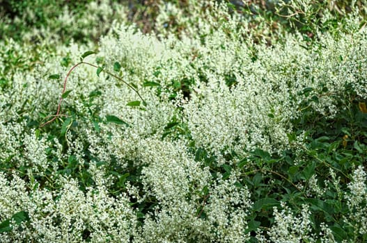 Climbing plant abundance of blooming white flowers