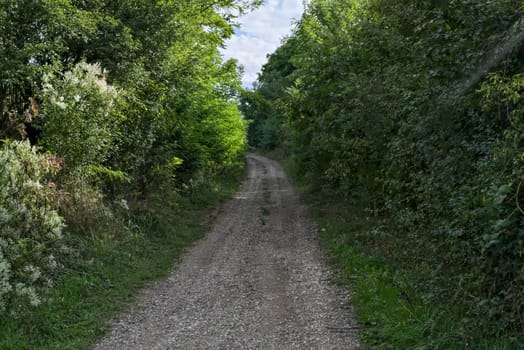 Empty rural dirt countryside road surrounded by forest