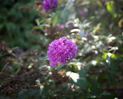 Small plant with bunch of purple flowers, closeup