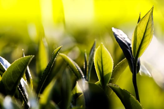 The Green tea bud and leaves. Tea plantations, Taiwan