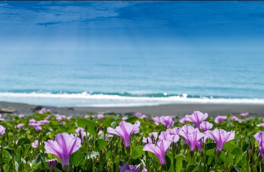 The Beautiful flower contrasting with the ocean and sky