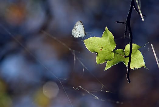 The Autumn maple leaves in sunlight with butterfly
