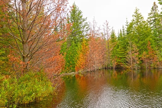 Fall Colors on Jenny Lake Flooded by a Beaver Dam in the Boundary Waters in Minnesota