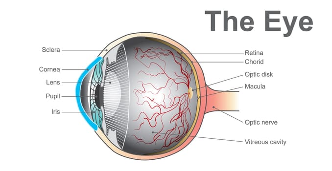 Eyes are the organs of vision. They detect light and convert it into electro-chemical impulses in neurons. Anatomy body human.