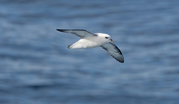 Northern Fulmar in Flight in Baffin Bay in Nunavut, Canada