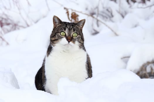 A pretty little white-brown cat sits curiously in the snow