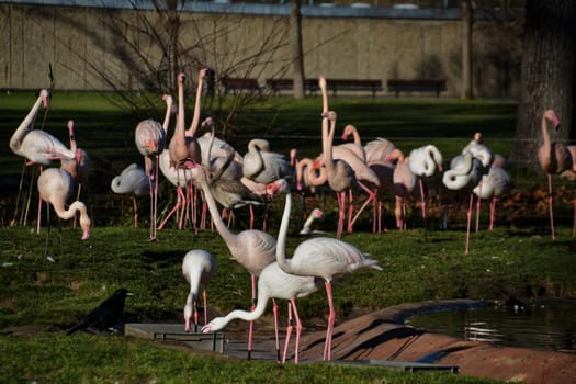 Flamingo