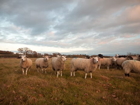 farmland close up white sheep farm grass grazing standing animals  essex  england  uk