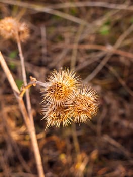 dead flower heads spiky close up brown stalks autumn  essex  england  uk