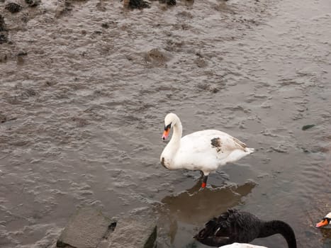 close up portrait of white mute swan from behind coast wet sand cobble  essex  england  uk