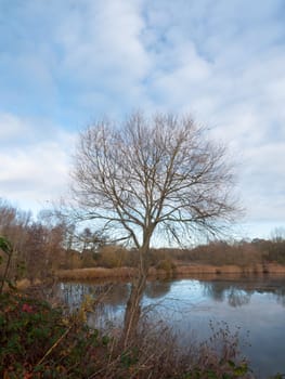 empty bare branch tree above lake autumn day  essex  england  uk