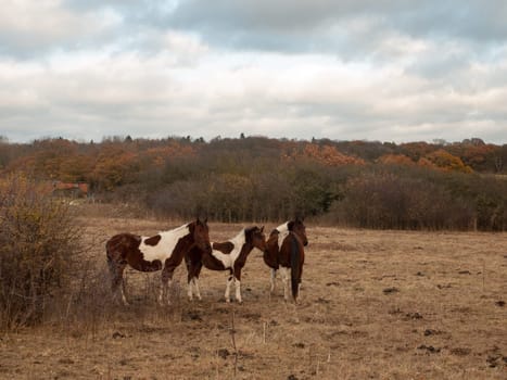 beautiful brown horses in field autumn weather stallions  essex  england  uk