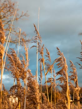 golden reeds midst of autumn flowers grass land foliage  essex  england  uk