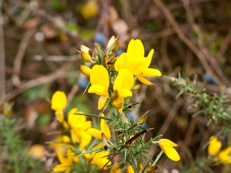 beautiful golden yellow small gorse broom flowers buds blossom  essex  england  uk
