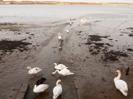 swans, geese, birds, ducks seaside animals tide out coast landscape sand mud mudflat  essex  england  uk