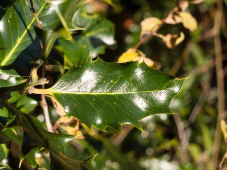 beautiful dark ever green leaves autumn winter spiky prickly  essex  england  uk