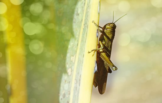 green grasshopper on agave leaf