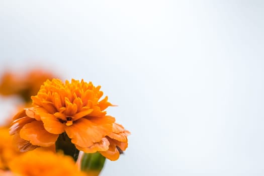 Small orange marigold flower on a white background