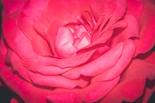 Close up of a small pink rose in the garden in spring