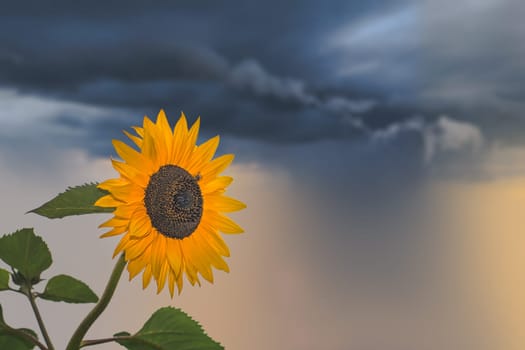 Beautiful yellow sunflower photographed on a stormy day