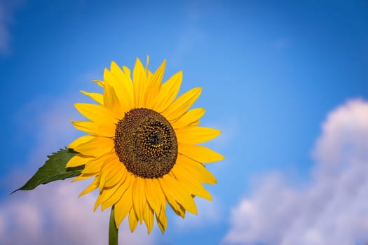 Beautiful yellow sunflower with the blue sky background
