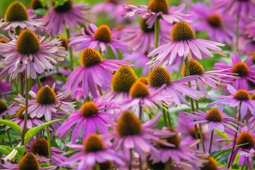 Bunch of purple flowers growing on a meadow in summer