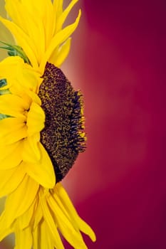 Close up of a large beautiful yellow sunflower head