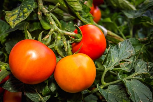 Fresh red ripe tomatoes growing in a home garden