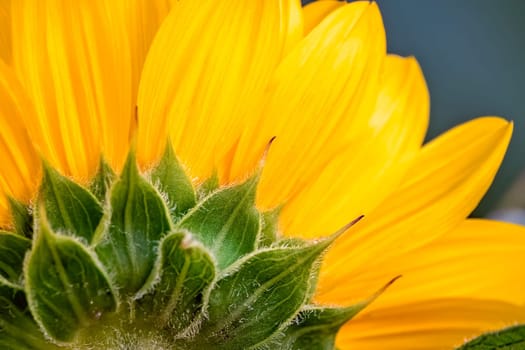Close up of a large beautiful yellow sunflower head
