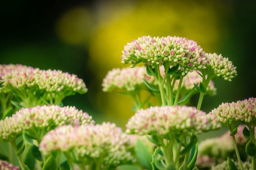 Green and purple flower buds in garden in spring