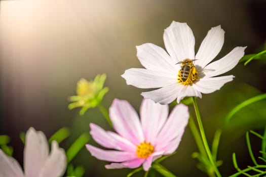 Bee collecting pollen on a white flower in summer