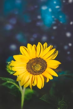 Beautiful large yellow sunflower photographed at night