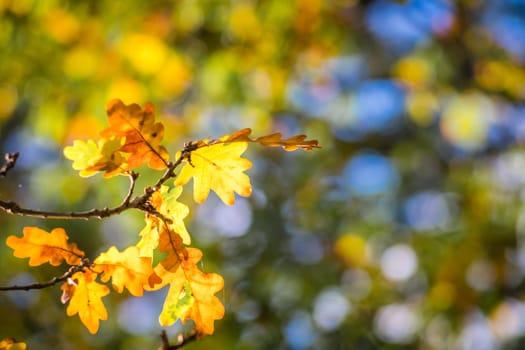 Yellow leaves on a branch of a tree on an autumn day in a park on a sunny day
